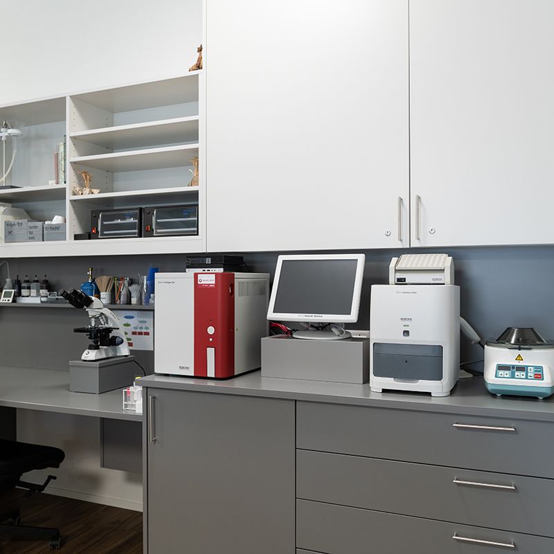 Tierarzt Siebnen Labor Tierarzt Siebnen Labor